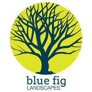 Blue Fig Logo Design